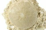 Fossil Sand Dollar (Scutella) - France #264732-1